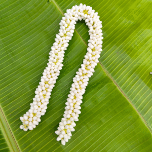 Small buds size (24 inches length) 1and 1/2 molam