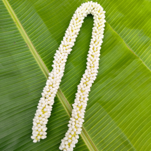 Small buds size (32 inches length) 2 molam