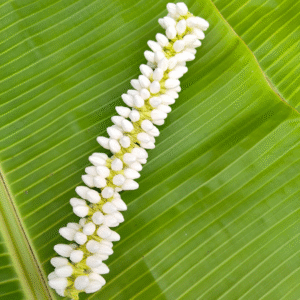 Small buds – (8 inch length) 1/2 molam