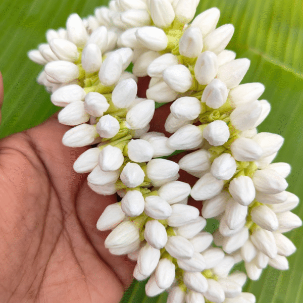 Medium size buds (32 inches length) 2 molam - Image 2