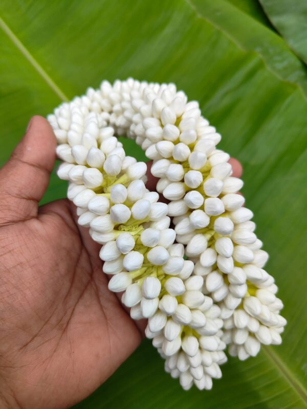 Small buds – (16 inch length) 1molam - Image 2