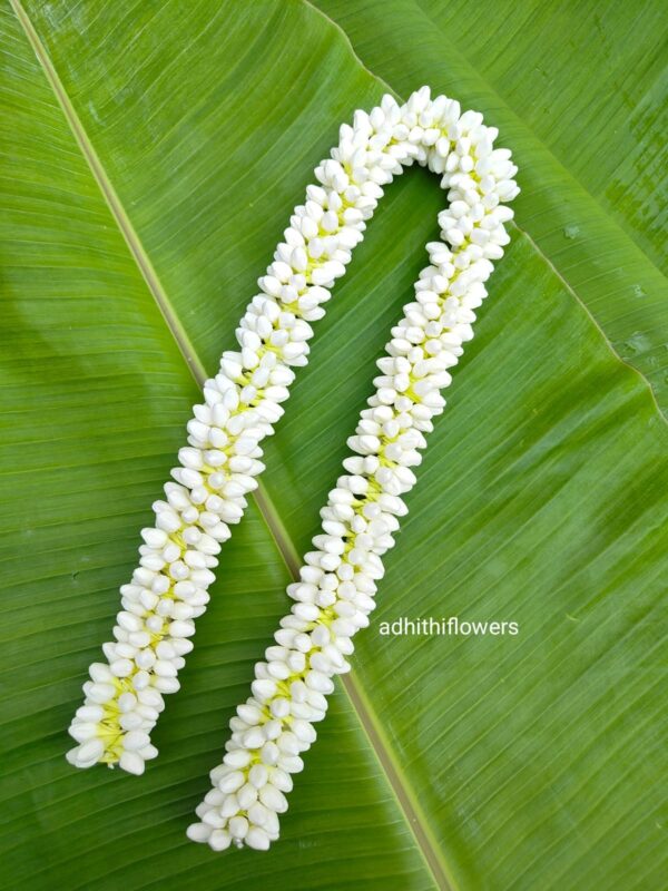 Medium size buds (32 inches length) 2 molam